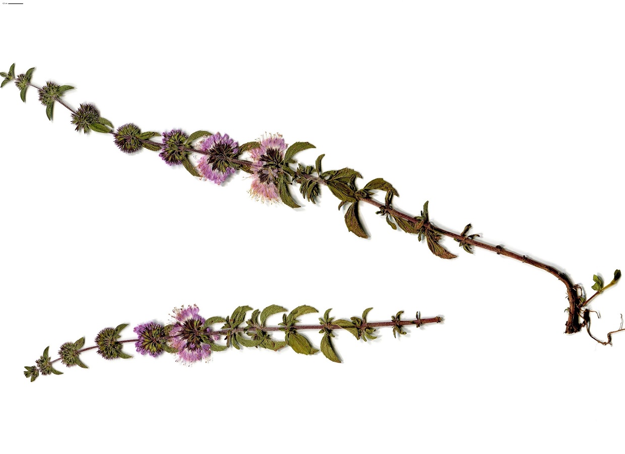 Mentha pulegium (Lamiaceae)